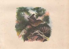 Król ogrodzenia Troglodytes troglodytes Eurazjatycki klucz ręcznie kolorowany DRZEWORYT 1866