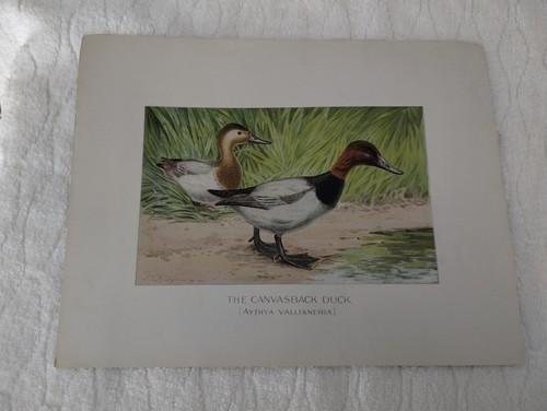 7 Original Antique Prints Denton Fuertes & Others Ducks Deer Birds & More - Picture 10 of 24
