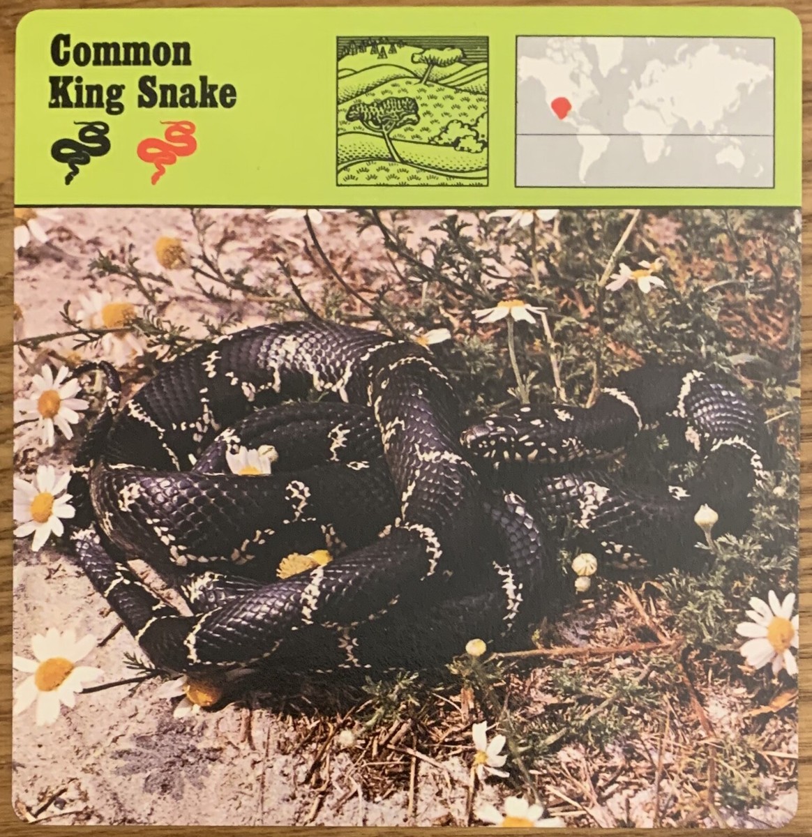 Common ‎– The Common Collection❗️ COMMON KING SNAKE, 1977 EDITIONS RECONTRE COLLECTIBLE 4 3/4