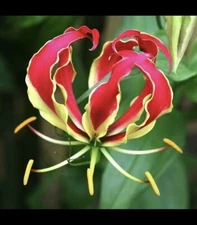 Gloriosa , Exotic Flame Lily Red And Yellow Flower 5 Tubers