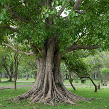 Ficus religiosa, Buddha Tree, Religious Sacred fig - 200 Semi Sementes