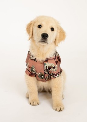 Joyfolie Ruby Pet Pajamas Pink Floral Extra Small Soft Cozy Sleepwear