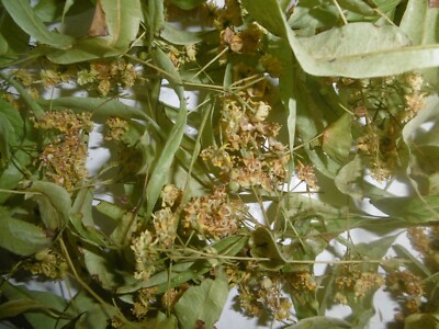 ganze Lindenblüten Tee getrocknet lose 50 g Lindenblüte Winterlinde - Steinlinde