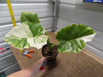Alocasia Gageana Albo-Variegated - Nicely Variegated - 1 Gallon