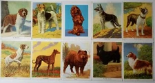 Dog Art Pages           Qty 10          From 1941 Book          Arthur O. Scott 