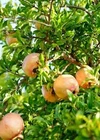 1 Azadi Pomegranate Punica Granatum Azadi Starter Plant