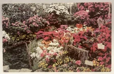 Azalea Show, Lincoln Park Conservatory,  Chicago Park District IL Postcard