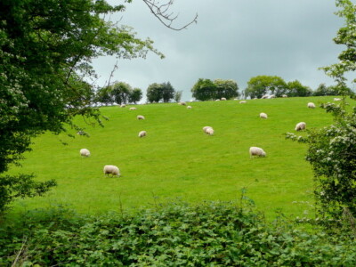 Photo 6x4 Pasture land at Llancloudy Looking west through a gap in the he c2009