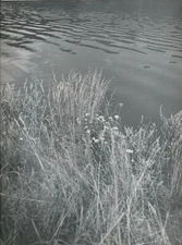 herbs water river photo photograph country silver print