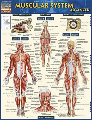 Muscular System Advanced by Vincent Perez [Poster]