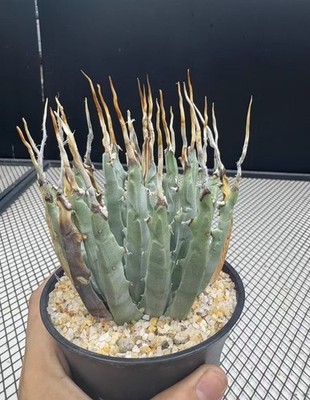 RareSucculent Plant Agave utahensis var. eborispina Random Boutique