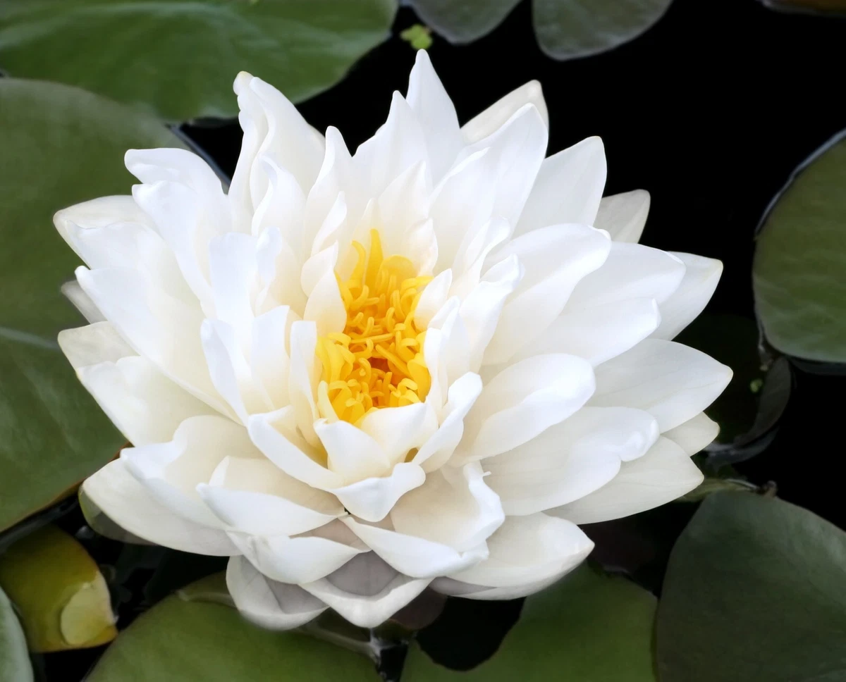 睡莲睡莲水草| eBay