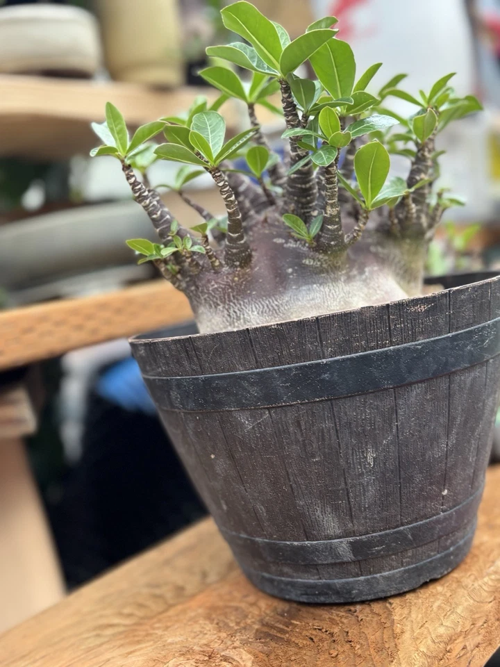 Adenium Arabicum Red Purple Skin - Image 2 of 4