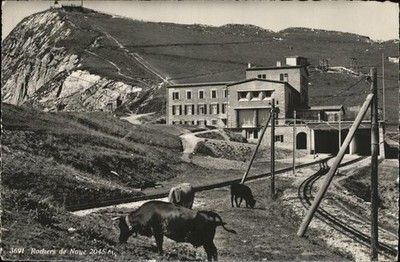 Rochers de Naye Kuehe Eisenbahnschienen