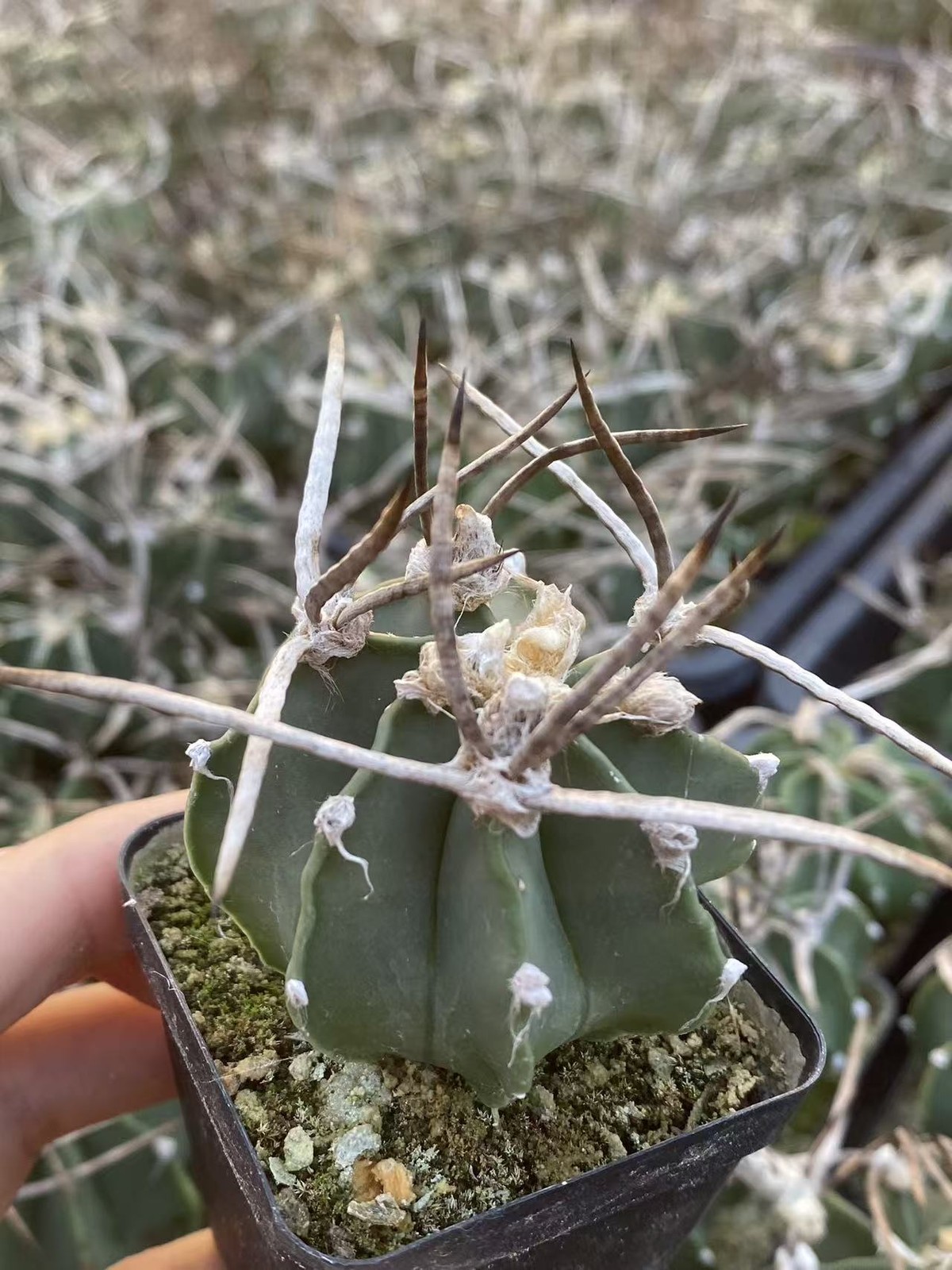 Astrophytum Capricorne Buffalo Suigyu cactus Plant seedgrowth 4-5CM