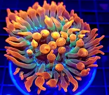Rainbow Bubble Tip Anemone (RBTA) * Live Coral Frag * AJs Aquariums