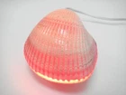 PINK CARDIUM PESODOLIMA SEA SHELL NIGHT LIGHT TABLE LAMP #7474