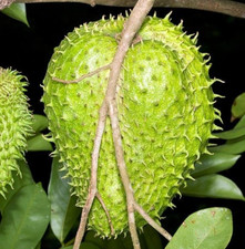 Soursop Seedss var. Guanabana Blanca 100 pcs Annona muricata Sweet Soursop