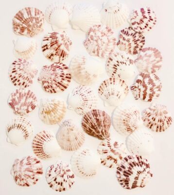 30 Pcs Scallop Shells Natural ~2'' For DIY Craft Decor , Wedding Deco, Fish tank