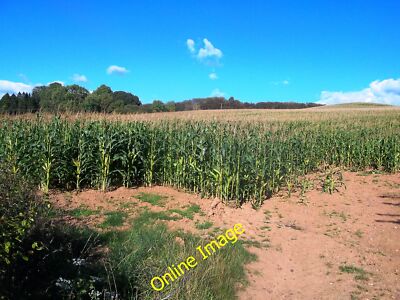 Foto 12x8 Ackerfeld vor Bullfield Lane Bullhurst Hill Ein Maisfeld.  c2014