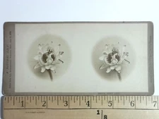Triple Pond Lily Stereoview John P. Soule Antique c1873 Y20624