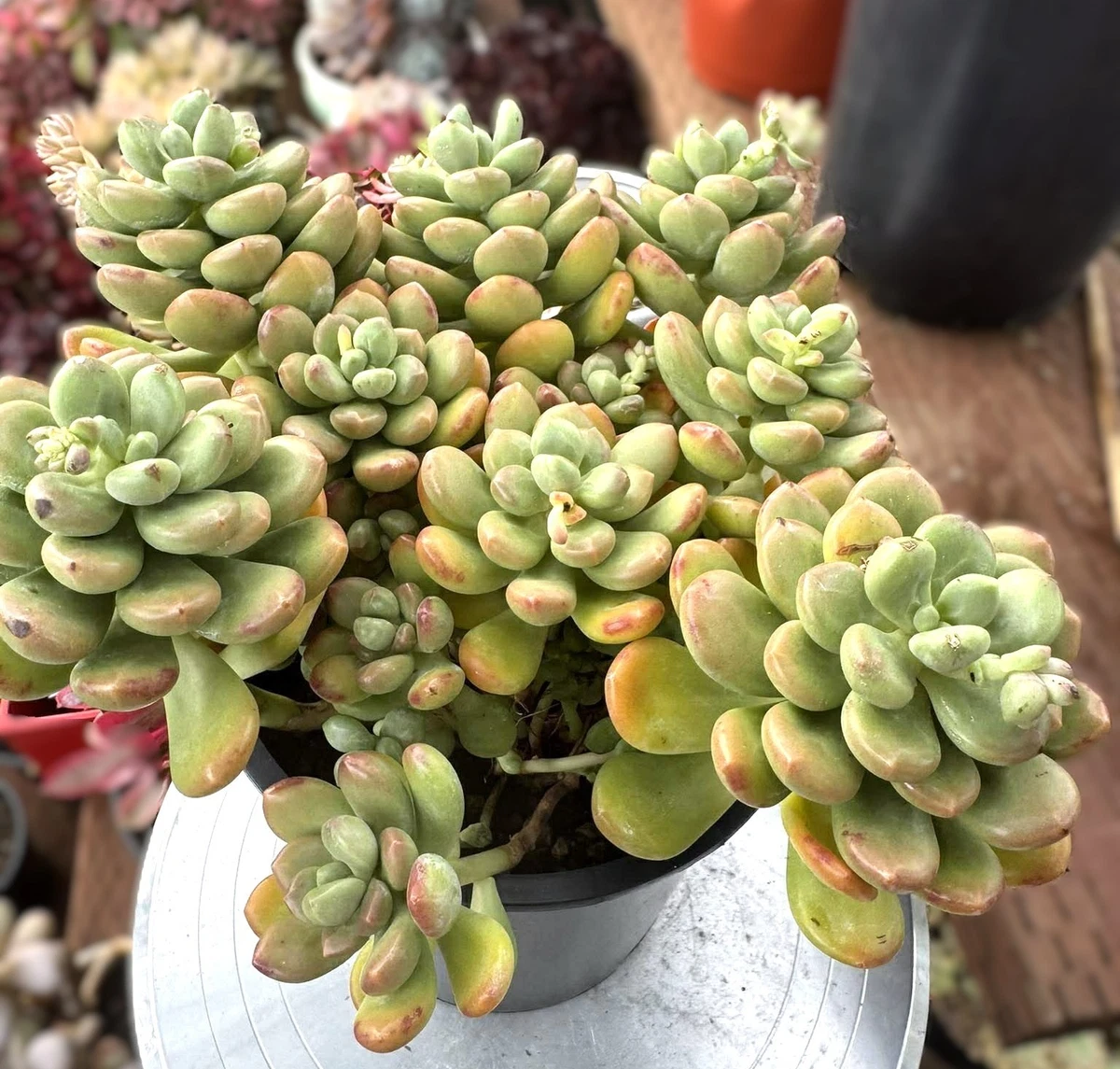 Sedum Full Sun Variegated Cactis&Succulents for sale | eBay