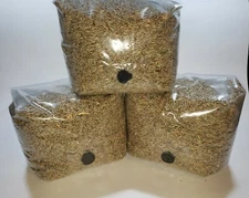 Three x 3 lb sterilized rye berry grain mushroom spawn bags with injection port