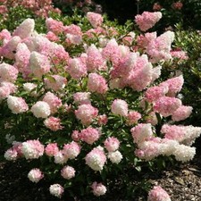 Hydrangea Paniculata Vanille Fraise Renhy Pink Award Winning Shrubs 2L