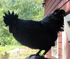 Ayam Cemani Hatching Eggs - ( 4 )