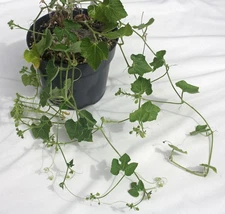 Kedrostis leloja (Possible Hybrid) Caudiciform Cucurbit Plant - 10 Seeds