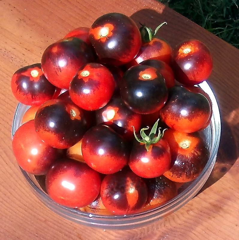 0.1 gram Indigo Rose Tomato seed.  Selectively bred.  World's first blue tomato!