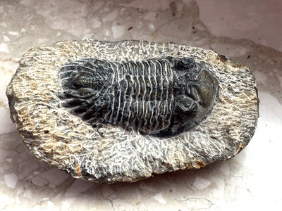 großer Tribolit  Devon  vermutlich Marokko ca. 6,5 x 4 cm