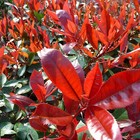 Foto 7 di 10