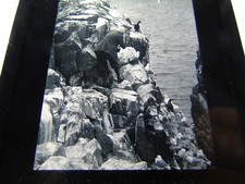 ANTIQUE REAL PHOTOGRAPH PHOTO ANIMAL BIRD MAGIC LANTERN SLIDE A PARKS SEA BIRDS