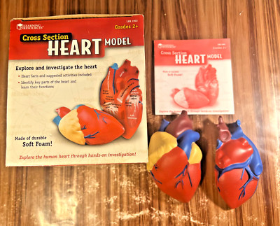 Learning Resources Cross Section Heart Model Learning Soft Foam Anatomy Body