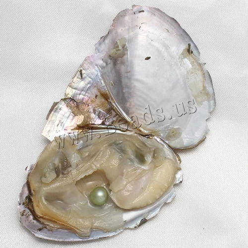 10x Bulk Natural Freshwater Akoya Pearl Oysters Real Pearls Bulk w/ Large Pearls - Picture 5 of 5