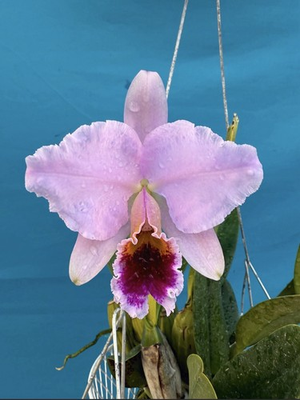 #ad #ad Cattleya percivaliana ‘Summit’ FCC AOS Purple Pink Species Orchid Eros 7” Basket $323.99