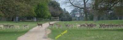 Photo 6x4 Deer crossing Wells-Next-The-Sea I needed a much wider lens to  c2013