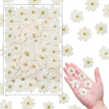 Woanger 100 pcs Dried Pressed Flowers Small Dry Flowers Real Natural Resin Fi...