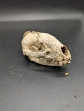 British Wild Mammal Skull Taxidermy #7