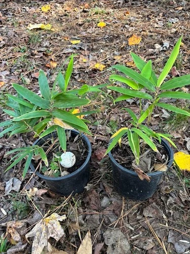 phyllostachys edulis moso bamboo seedlings 2 plants well developed in 1 gallon