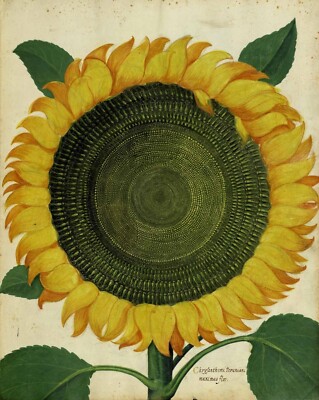 Ulisse Aldrovandi : Sunflower : Archival Quality Art Print 11x17