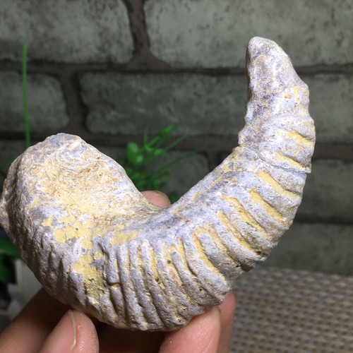 Rastellum Carinatum - Rare Oyster Shell Half Bivalve Sea Madagascar 139g a4182 - Picture 3 of 8