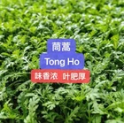 500+TongHoTonghaoSeedsShungiku Ssukgat Tan harvested in 2025. 500多粒茼蒿（皇帝菜）种子