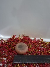 A delightful cinnamon, pumpkin spice scented Homemade Bar of soap