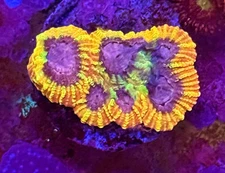 Live Coral Favia WYSIWYG