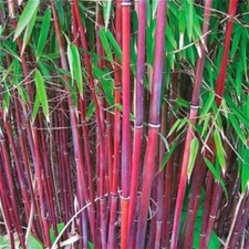 25 Red Bamboo Seeds Privacy Plant Garden Shade Exotic Screen 381 US SELLER