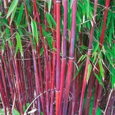 25 Red Bamboo Seeds Privacy Plant Garden Shade Exotic Screen 381 US SELLER