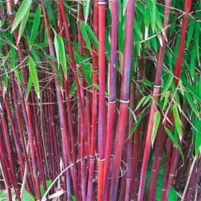 #ad 25 Red Bamboo Seeds Privacy Plant Garden Shade Exotic Screen 381 US SELLER $6.99
