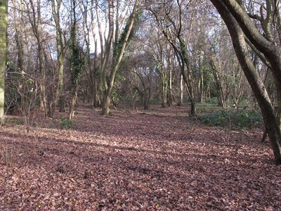 Photo A2 Brick Kiln Wood South Ockendon  c2013
